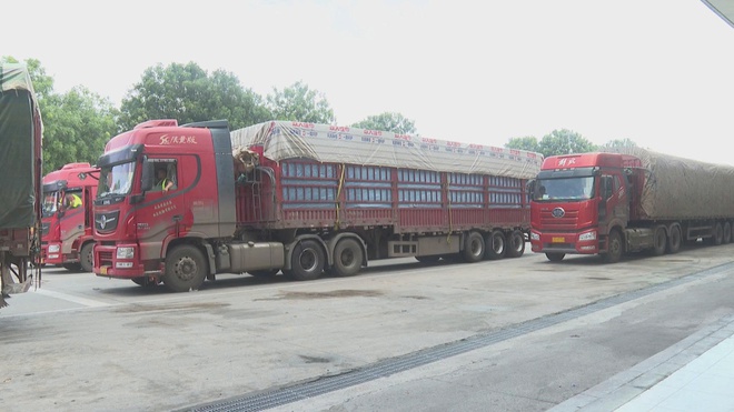 60 Giây ngày 01/12/2026 | TP. Hồ Chí Minh: Siêu thị mini 0 đồng mang Tết cho bà con khó khăn - Ảnh 5.