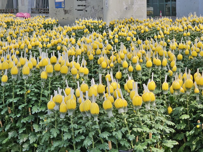 TP. Hồ Chí Minh: Tiểu thương sẵn sàng nguồn hoa phục vụ người dân dịp Tết - Ảnh 5.