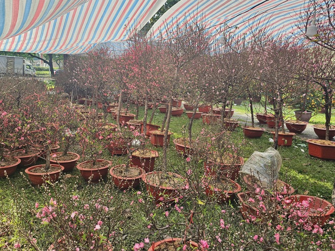 TP. Hồ Chí Minh: Tiểu thương sẵn sàng nguồn hoa phục vụ người dân dịp Tết - Ảnh 3.