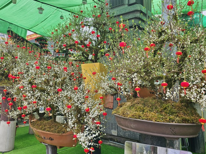 TP. Hồ Chí Minh: Tiểu thương sẵn sàng nguồn hoa phục vụ người dân dịp Tết - Ảnh 4.