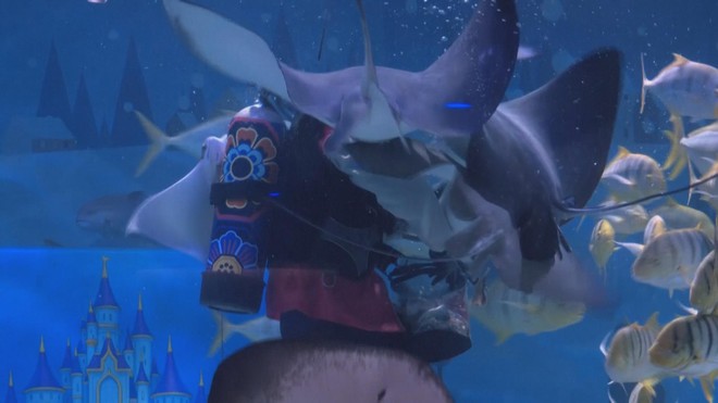 Hàn Quốc: Trình diễn đặc biệt chào đón năm mới tại Thủy cung - Ảnh 3.