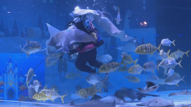 Hàn Quốc: Trình diễn đặc biệt chào đón năm mới tại Thủy cung - Ảnh 6.