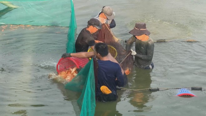 Đồng Nai: Thủ phủ cá chép đỏ nhộn nhịp trước ngày ông Táo - Ảnh 2.