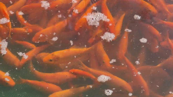 Đồng Nai: Thủ phủ cá chép đỏ nhộn nhịp trước ngày ông Táo - Ảnh 1.