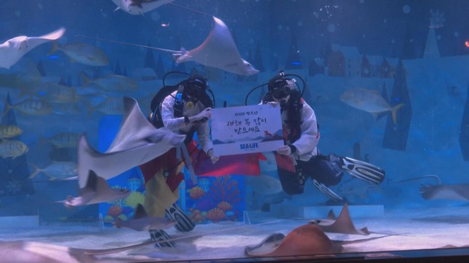 Hàn Quốc: Trình diễn đặc biệt chào đón năm mới tại Thủy cung - Ảnh 8.