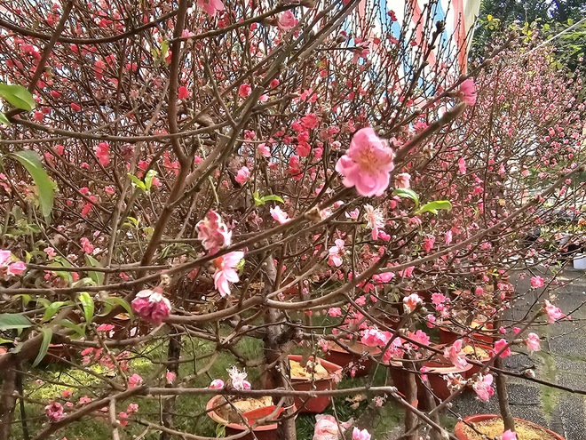 TP. Hồ Chí Minh: Tiểu thương sẵn sàng nguồn hoa phục vụ người dân dịp Tết - Ảnh 9.