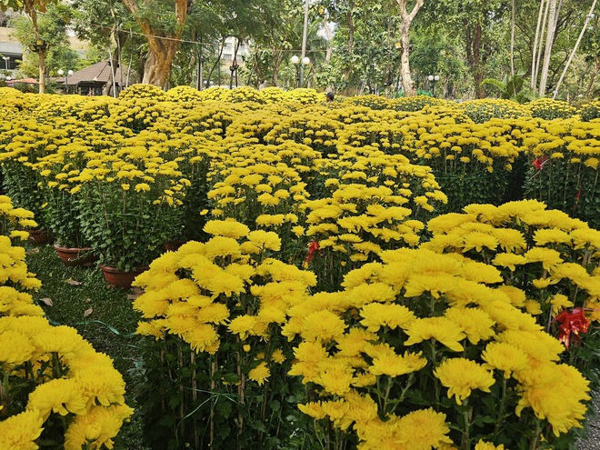 TP. Hồ Chí Minh: Tiểu thương sẵn sàng nguồn hoa phục vụ người dân dịp Tết - Ảnh 10.