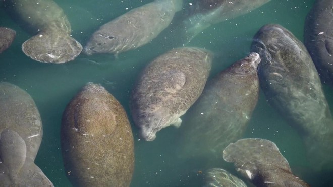 Mỹ: Hàng trăm con heo biển tập trung tại các vùng nước nóng- Ảnh 2.