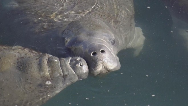 Mỹ: Hàng trăm con heo biển tập trung tại các vùng nước nóng- Ảnh 1.