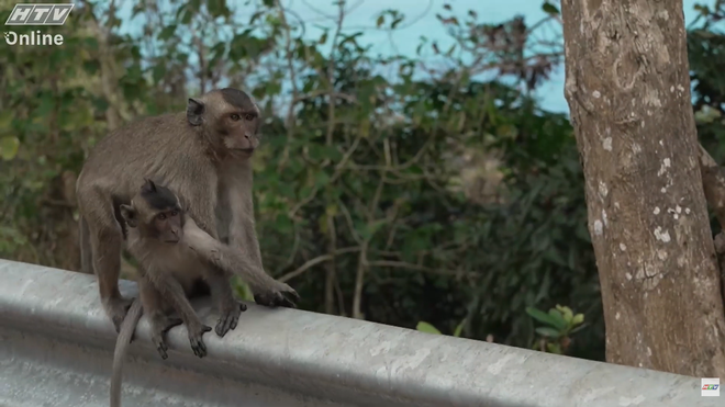Hành trình đầy cảm xúc trên "Côn Đảo xanh" - Ảnh 4.