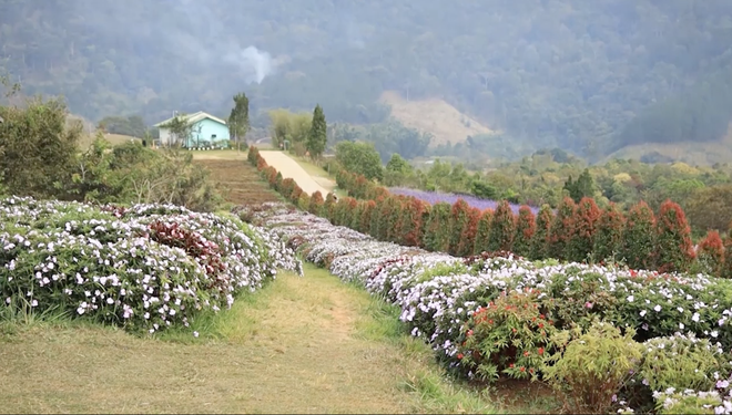 "Vườn sao mai": Văn hóa và Tuổi trẻ" – Số đặc biệt Xuân Bính Ngọ 2026- Ảnh 3.
