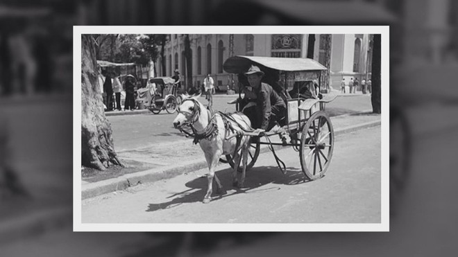 Năm Ngọ nói chuyện ngựa - Ảnh 4.