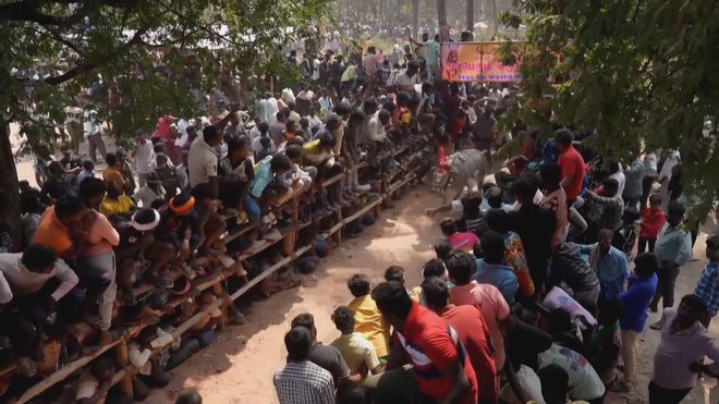 Độc đáo lễ hội thả bò tại Ấn Độ - Ảnh 3.