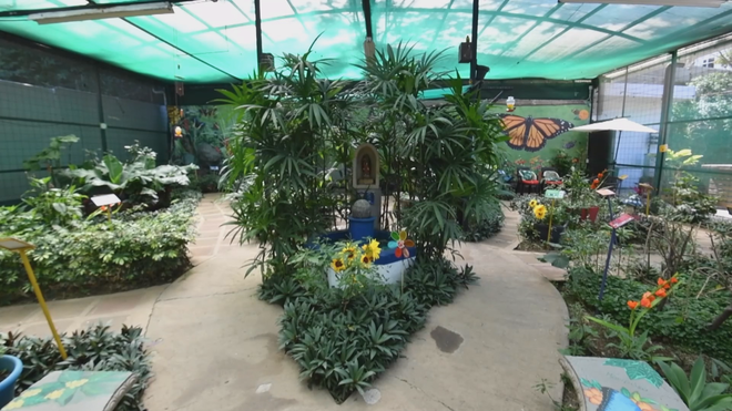 Costa Rica khẳng định vị thế ngành xuất khẩu bướm - Ảnh 1.