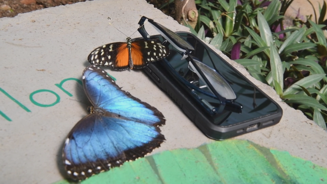 Costa Rica khẳng định vị thế ngành xuất khẩu bướm - Ảnh 3.