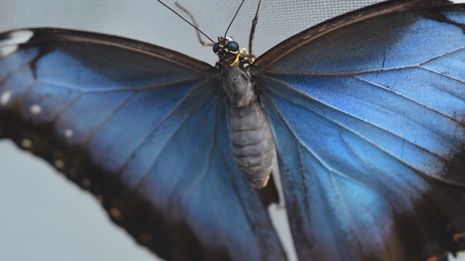 Costa Rica khẳng định vị thế ngành xuất khẩu bướm - Ảnh 2.