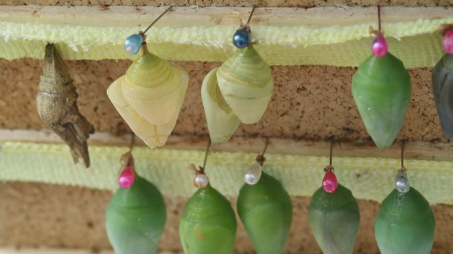 Costa Rica khẳng định vị thế ngành xuất khẩu bướm - Ảnh 5.