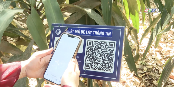 Địa đạo Củ Chi: "Khoác áo mới" đón du khách xuân - Ảnh 5.