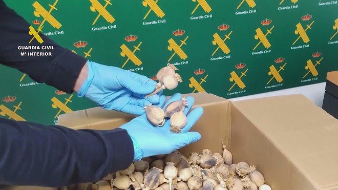 Tây Ban Nha: Bắt giữ 3 nghi phạm vận chuyển hơn nửa tấn quả khô cây thuốc phiện - Ảnh 4.