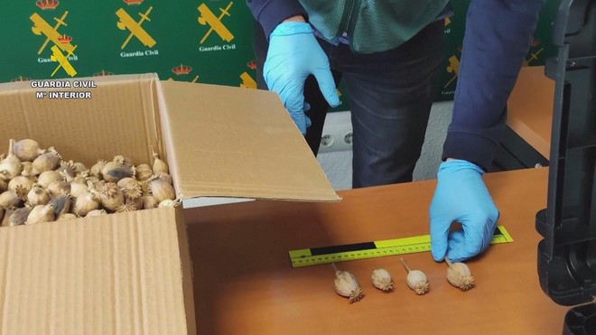 Tây Ban Nha: Bắt giữ 3 nghi phạm vận chuyển hơn nửa tấn quả khô cây thuốc phiện - Ảnh 2.
