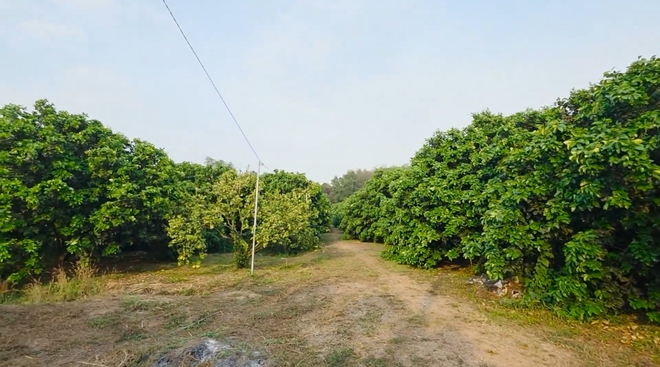 Nhịp sống lao động rộn ràng trên các trang trại, vườn cây - Ảnh 4.