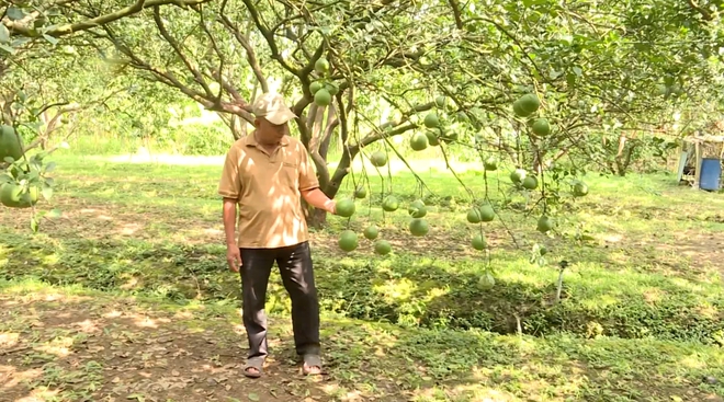 Nhịp sống lao động rộn ràng trên các trang trại, vườn cây - Ảnh 2.