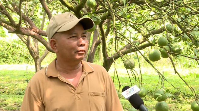 Nhịp sống lao động rộn ràng trên các trang trại, vườn cây - Ảnh 3.