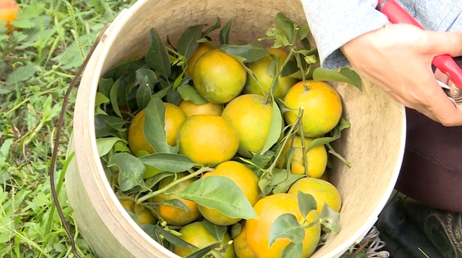 Nhịp sống lao động rộn ràng trên các trang trại, vườn cây - Ảnh 6.