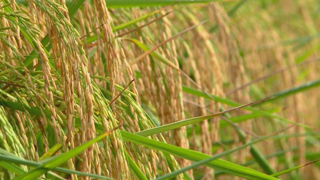 Thời sự trưa HTV ngày 26/2/2026 I TP. Hồ Chí Minh tổ chức bầu cử sớm trên biển- Ảnh 9.