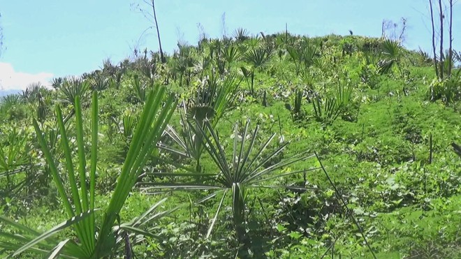 60 Giây ngày 26/2/2026 | TP. Hồ Chí Minh: Ngày vía Thần Tài, cá lóc nướng thơm lừng đường Tân Kỳ Tân Quý- Ảnh 7.