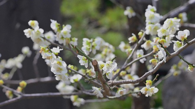 Nhật Bản: Hoa mận tưng bừng khoe sắc - Ảnh 3.