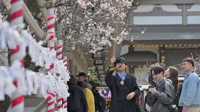 Nhật Bản: Hoa mận tưng bừng khoe sắc - Ảnh 4.