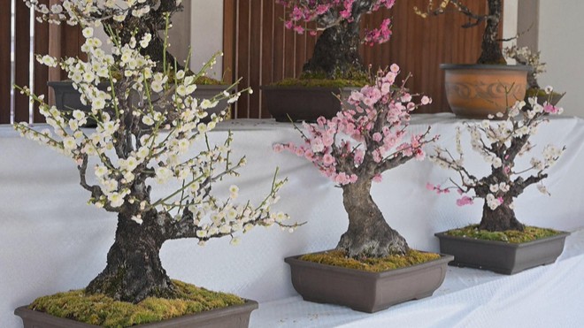 Nhật Bản: Hoa mận tưng bừng khoe sắc - Ảnh 1.