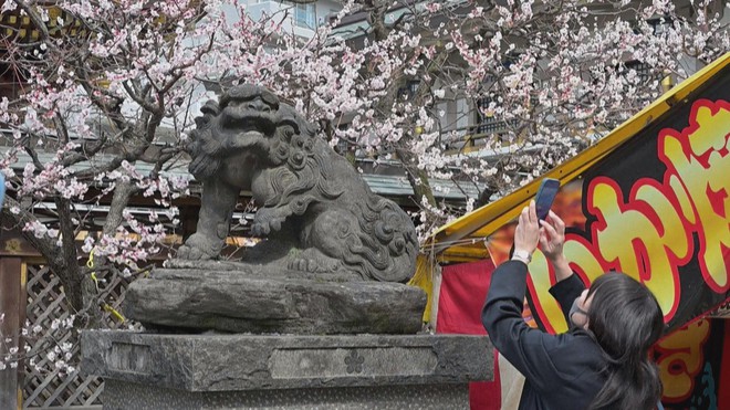 Nhật Bản: Hoa mận tưng bừng khoe sắc - Ảnh 5.