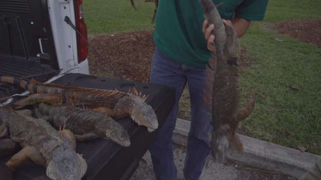 Mỹ: Kỳ đà "rụng" từ trên cây xuống đất do thời tiết giá rét - Ảnh 1.