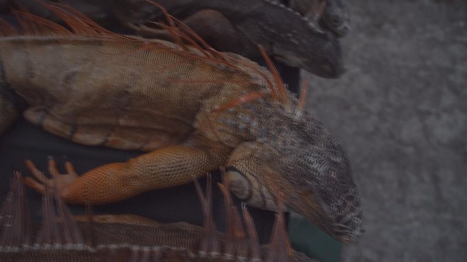 Mỹ: Kỳ đà "rụng" từ trên cây xuống đất do thời tiết giá rét - Ảnh 3.