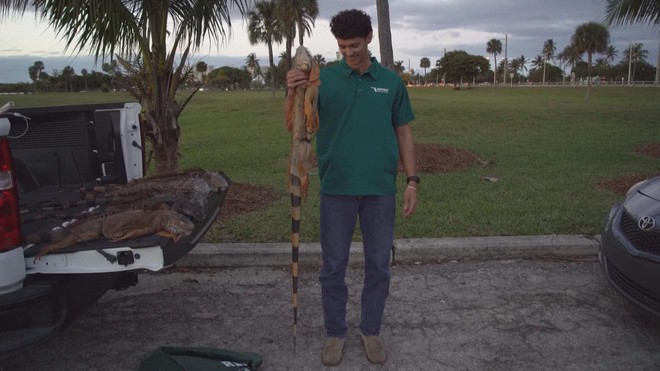 Mỹ: Kỳ đà "rụng" từ trên cây xuống đất do thời tiết giá rét - Ảnh 2.