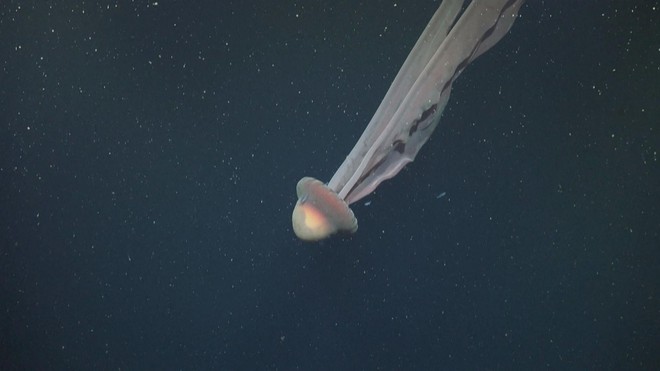 Phát hiện sứa ma khổng lồ có thể to bằng chiếc xe buýt- Ảnh 1.