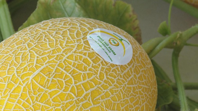 Dưa lưới bước vào mùa thu hoạch rộn ràng phục vụ thị trường Tết - Ảnh 5.