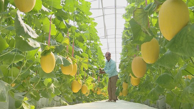 Dưa lưới bước vào mùa thu hoạch rộn ràng phục vụ thị trường Tết - Ảnh 1.
