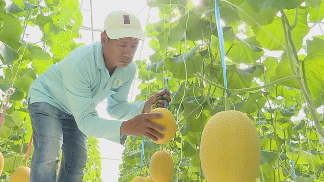 Dưa lưới bước vào mùa thu hoạch rộn ràng phục vụ thị trường Tết - Ảnh 3.