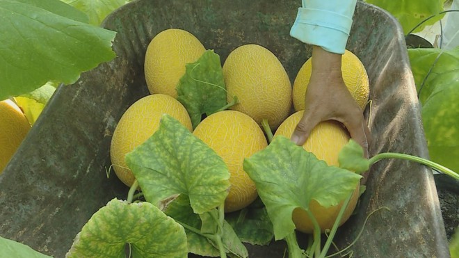 Dưa lưới bước vào mùa thu hoạch rộn ràng phục vụ thị trường Tết - Ảnh 2.