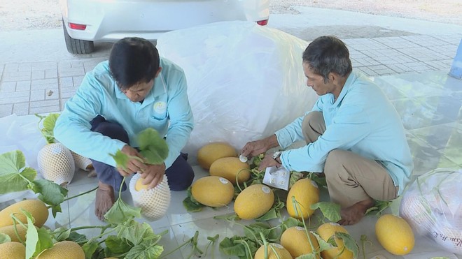 Dưa lưới bước vào mùa thu hoạch rộn ràng phục vụ thị trường Tết - Ảnh 4.