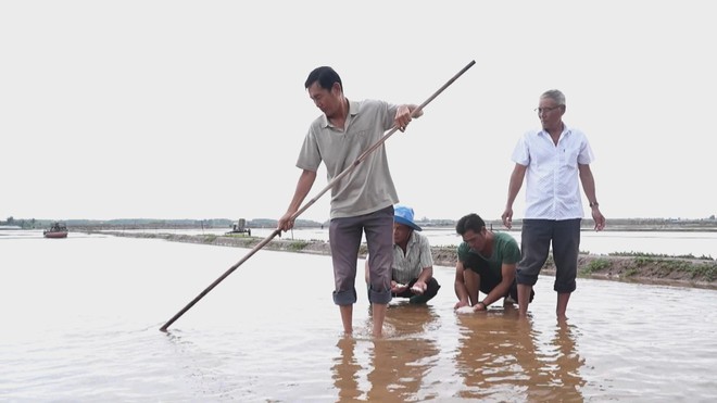 60 Giây ngày 1/3/2026 | Mưa trái mùa gây thiệt hại nặng cho diêm dân Cà Mau- Ảnh 2.