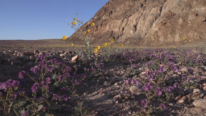 Mỹ: Thung lũng Chết ngập tràn sắc hoa - Ảnh 1.