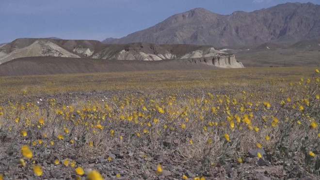 Mỹ: Thung lũng Chết ngập tràn sắc hoa - Ảnh 2.