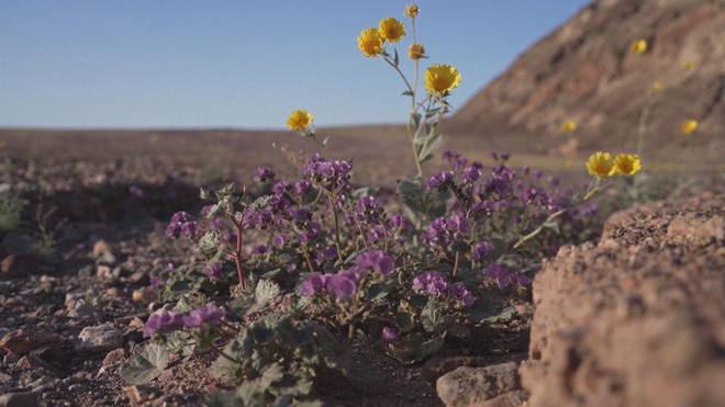 Mỹ: Thung lũng Chết ngập tràn sắc hoa - Ảnh 4.