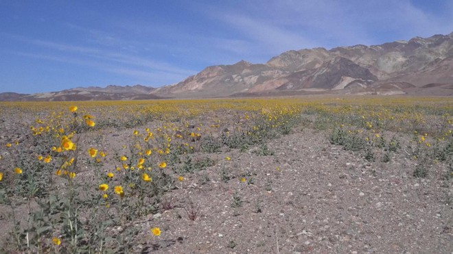 Mỹ: Thung lũng Chết ngập tràn sắc hoa - Ảnh 3.