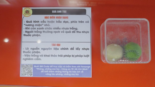 Mô hình phòng, chống ma túy trực quan được triển khai trong trường học - Ảnh 2.