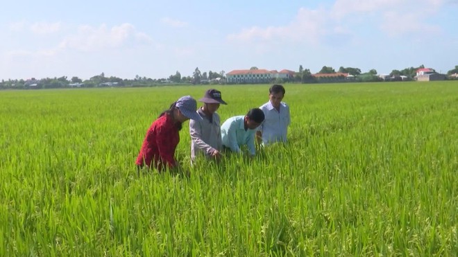 Thủ tướng Chính phủ yêu cầu bảo đảm tiêu thụ lúa hàng hóa cho nông dân - Ảnh 1.